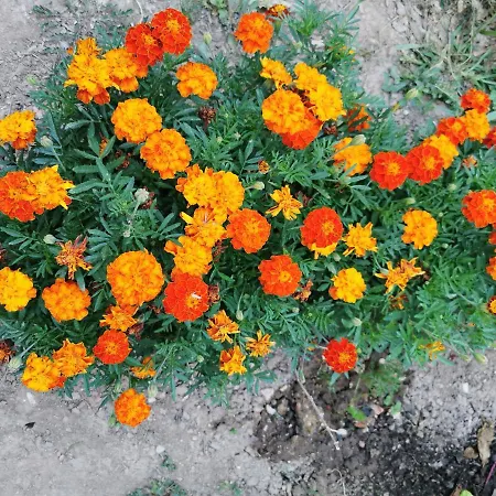 דירה Bas De Avec Une Terrasse *